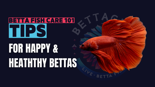 The Ultimate Guide to Betta Fish Care: Tips for Happy and Healthy Bettas