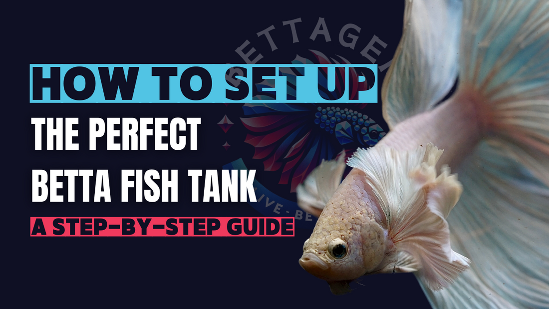 How to Set Up the Perfect Betta Fish Tank: A Step-by-Step Guide