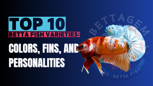 Top 10 Betta Fish Varieties: Colors, Fins, and Personalities