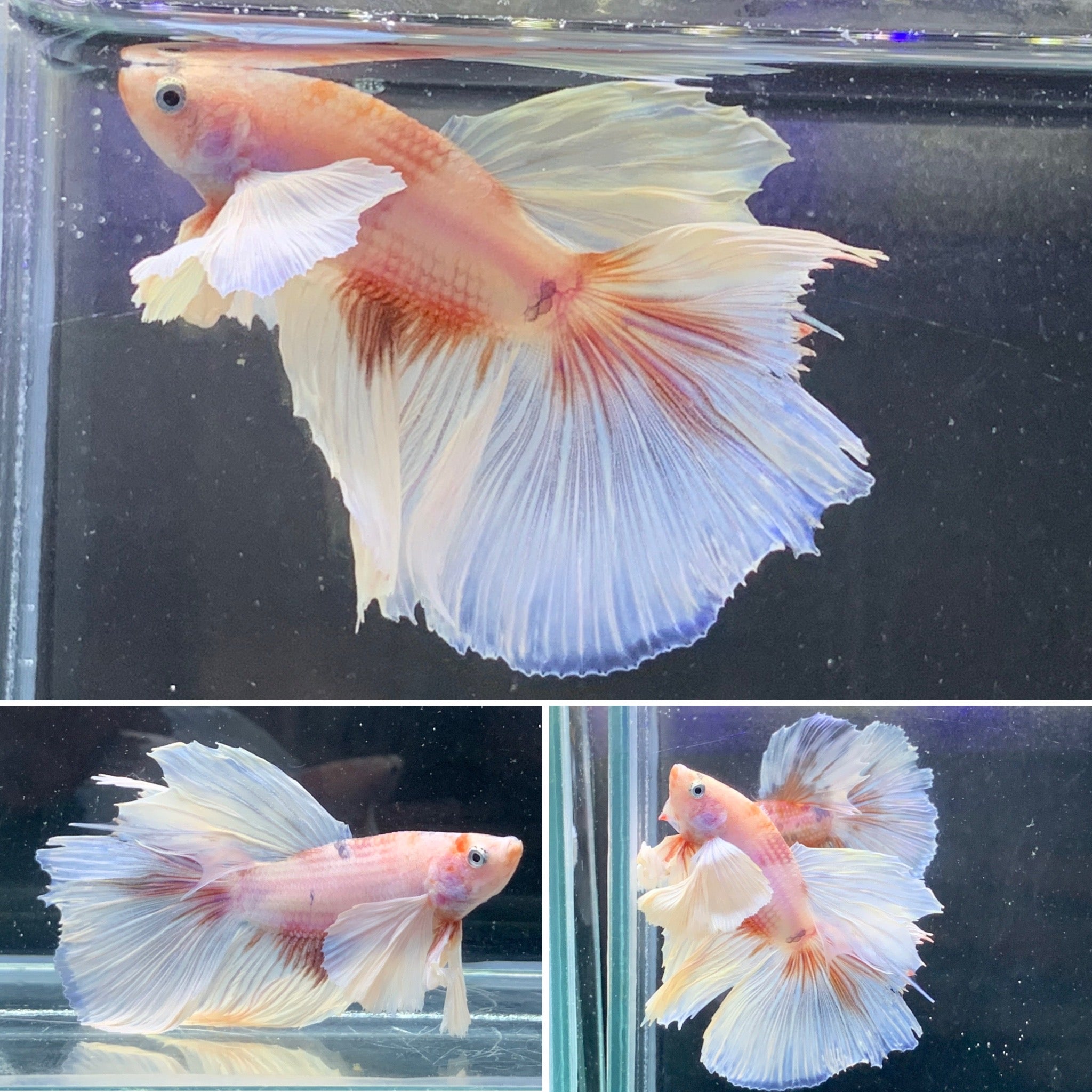 #5 Rare Nemo Dumbo Over Halfmoon Male Betta Premium Quality