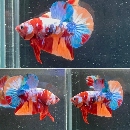 #10 Multi Colored Rainbow Candy Nemo Koi Male Betta Fish Premium Grade A+