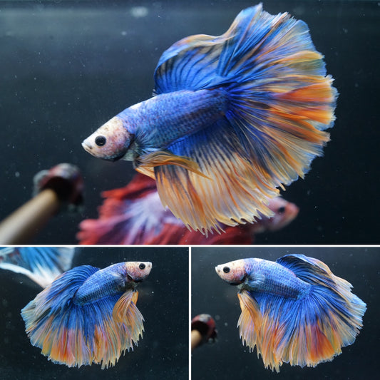 Blue Yellow Grizzle Over Halfmoon Male Betta Premium Grade