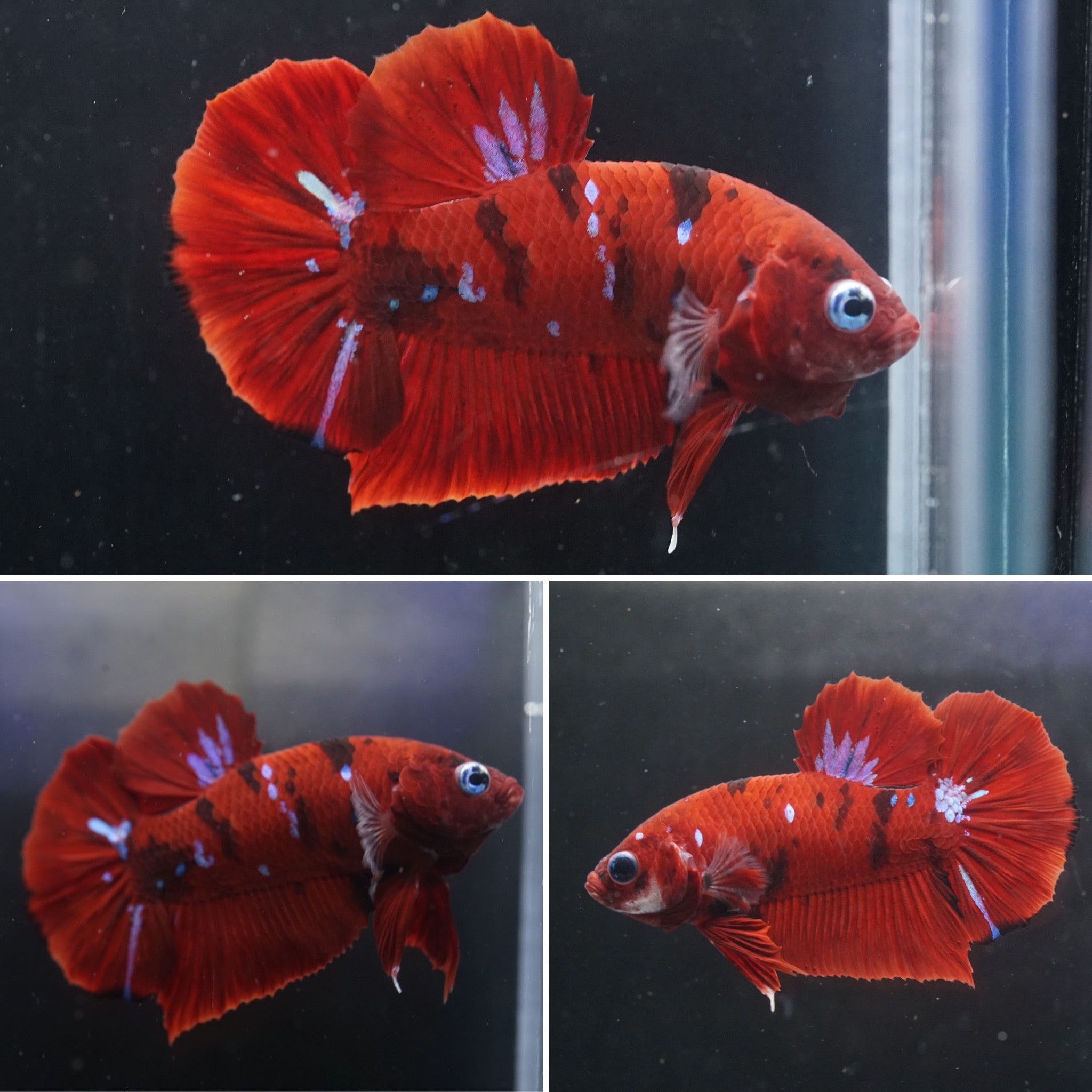 Red Koi Blue Eyes Male Betta Plakat Tail Premium Grade