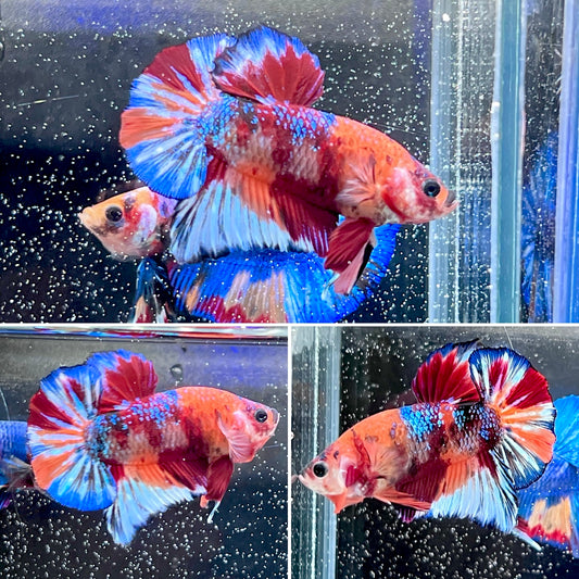 #6 Multi Colored Rainbow Candy Nemo Koi Male Betta Fish Premium Grade A+