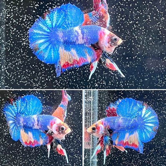 #1 Blue Rainbow Candy Nemo Koi Male Betta Fish Premium Grade A+