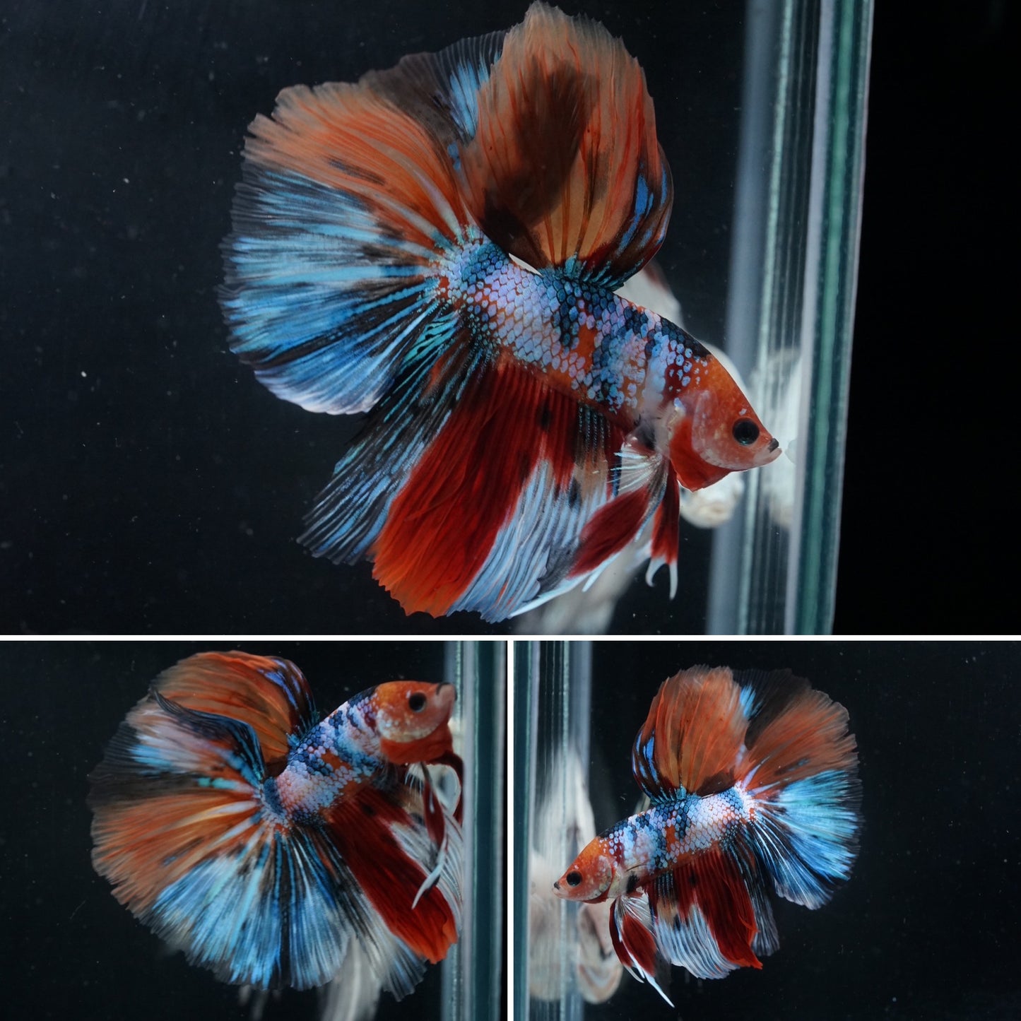 Mixed Blue Candy Nemo Over Halfmoon Big Fan Tail - Premium Grade Betta Fish