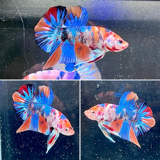 #3 Multi Colored Rainbow Candy Nemo Koi Male Betta Fish Premium Grade A+