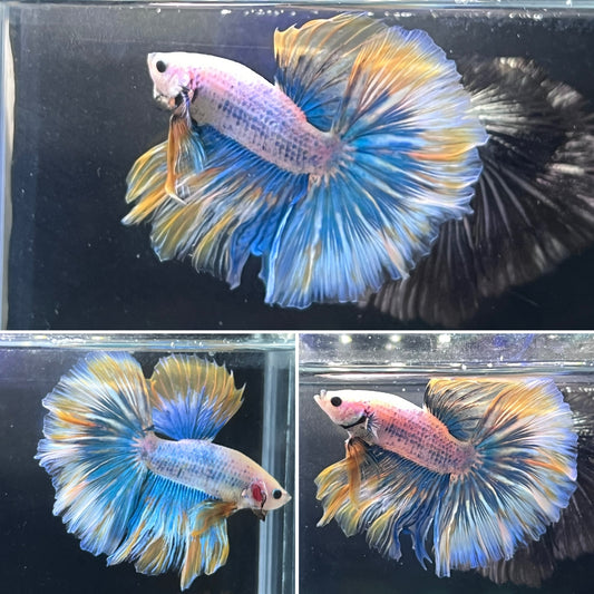 Yellow Grizzle Over Halfmoon Male Betta Premium Grade A+++