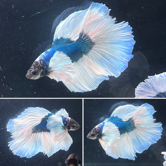 Light Blue Dumbo Big Ear White Butterfly Over Halfmoon Male Betta Premium Grade A+++