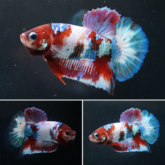 Blue Star Tail Nemo Koi Male Betta Plakat Tail Premium Grade