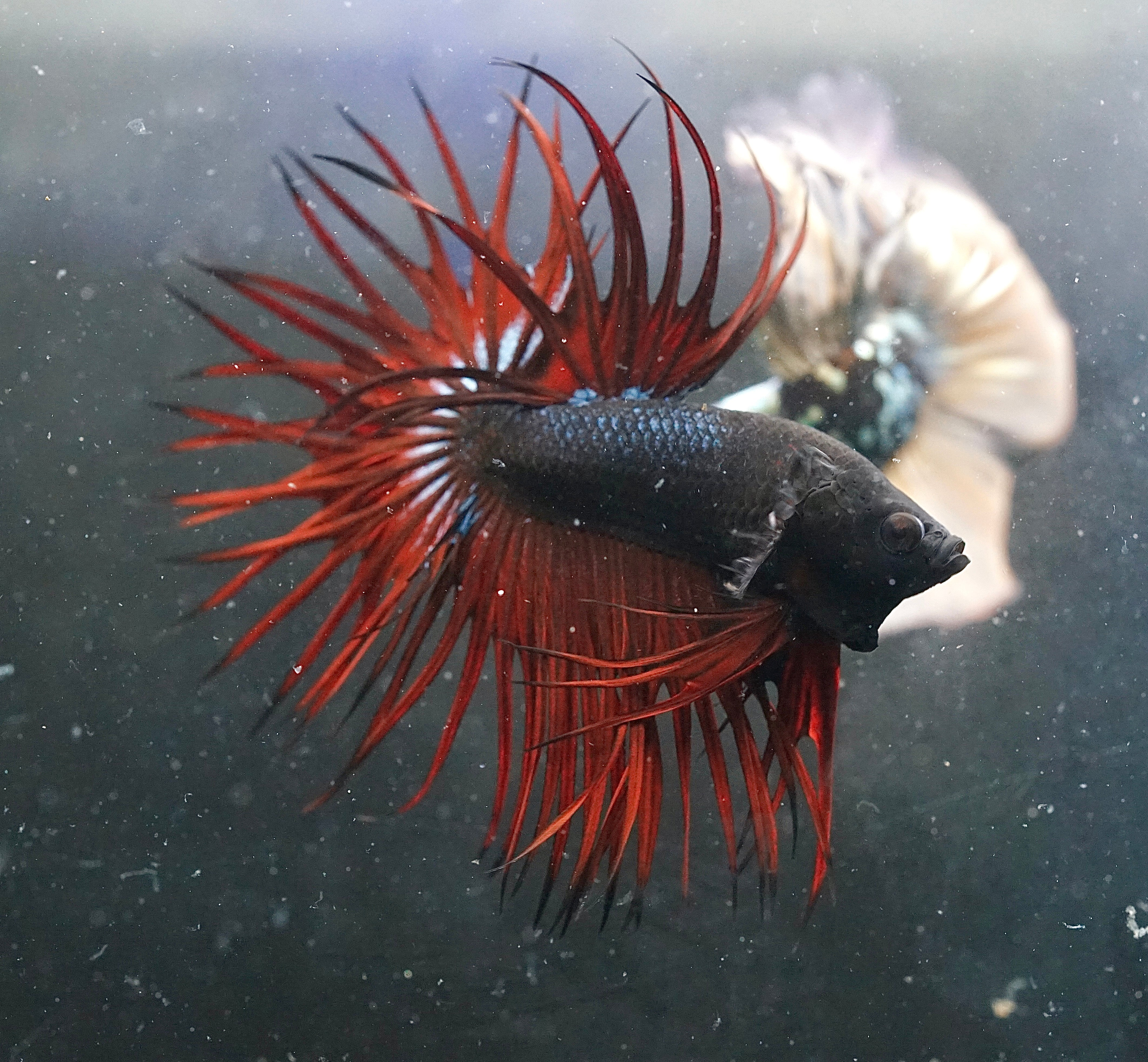 Black Body Red Blood King Crown Tail Premium Male Betta Fish