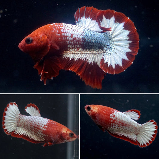 Breeding Pair - #2 Red Fancy Hell Boy Star Tail - Premium Grade Betta Fish - Live Aquarium Fish