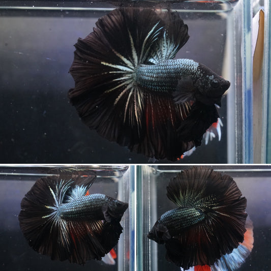 Black Copper Fancy Over Halfmoon Big Fan Tail - Premium Grade Betta Fish
