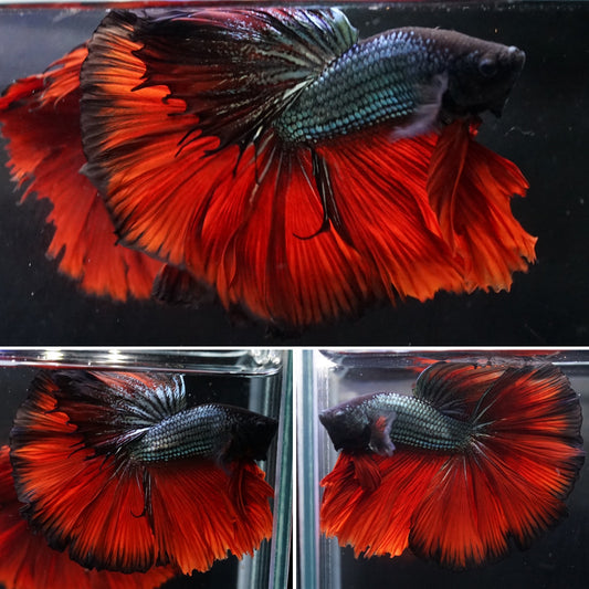 #3 Black Copper Super Red Tail Over Halfmoon Big Fan Tail - Premium Grade Betta Fish