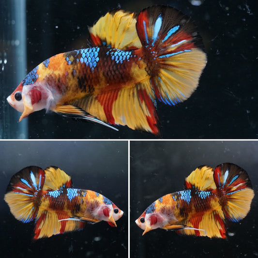 #2 REAL GIANT Candy Nemo Multi Color Koi Betta Plakat Tail size 2.2”