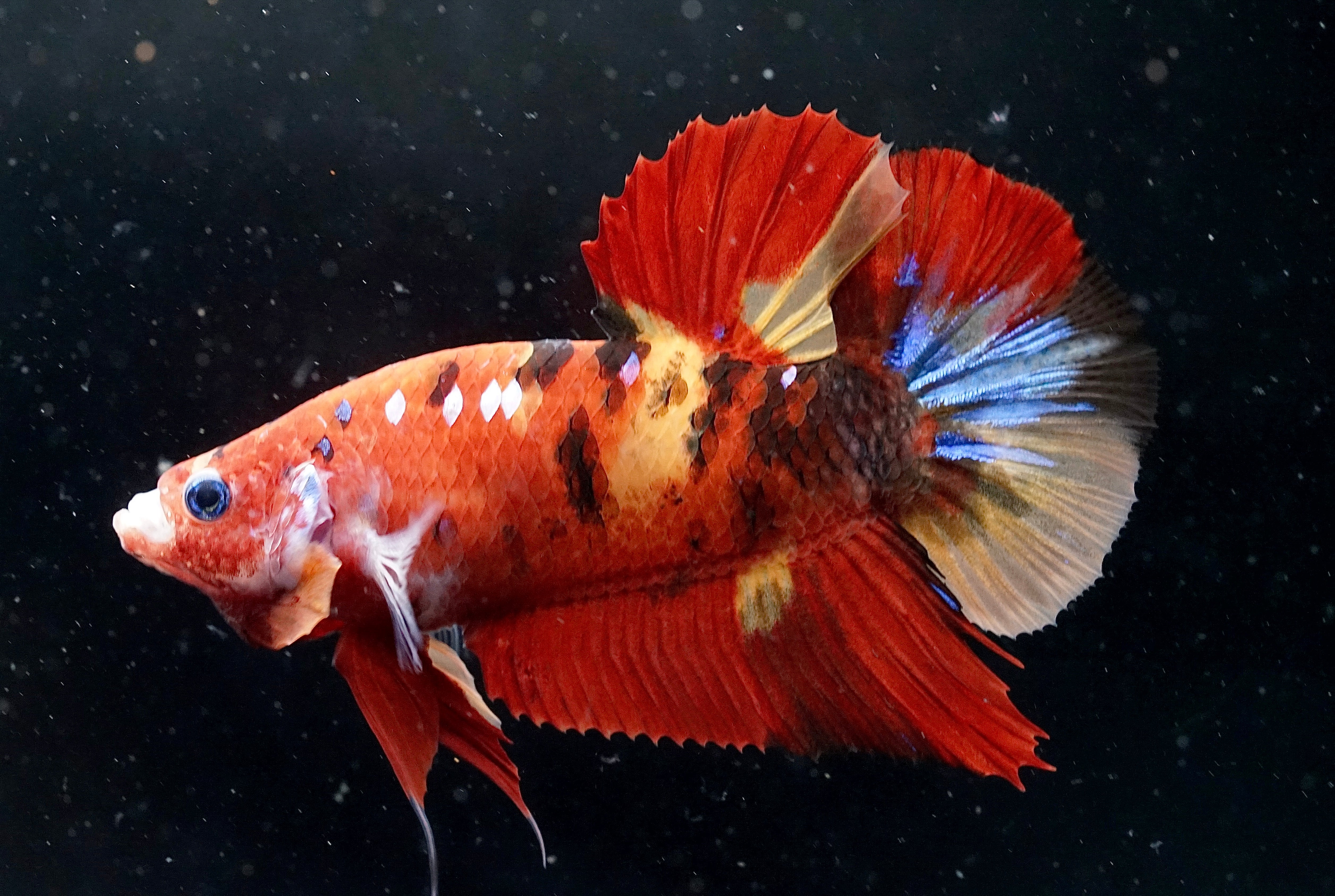 #3 REAL GIANT Candy Nemo Multi Color Koi Betta Plakat Tail size 2.2”