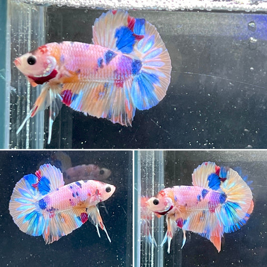 #7 Multi Colored Rainbow Candy Nemo Koi Male Betta Fish Premium Grade A+