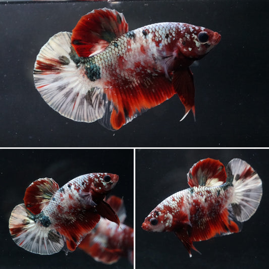 Copper Koi Galaxy Multi Color Plakat Tail - Premium Betta Fish