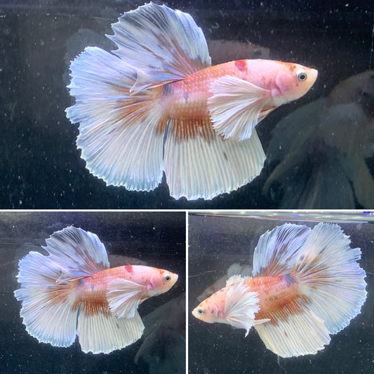 #1 Rare Nemo Dumbo Over Halfmoon Male Betta Premium Quality