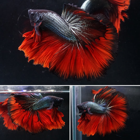 #1 Black Copper Super Red Tail Over Halfmoon Big Fan Tail - Premium Grade Betta Fish