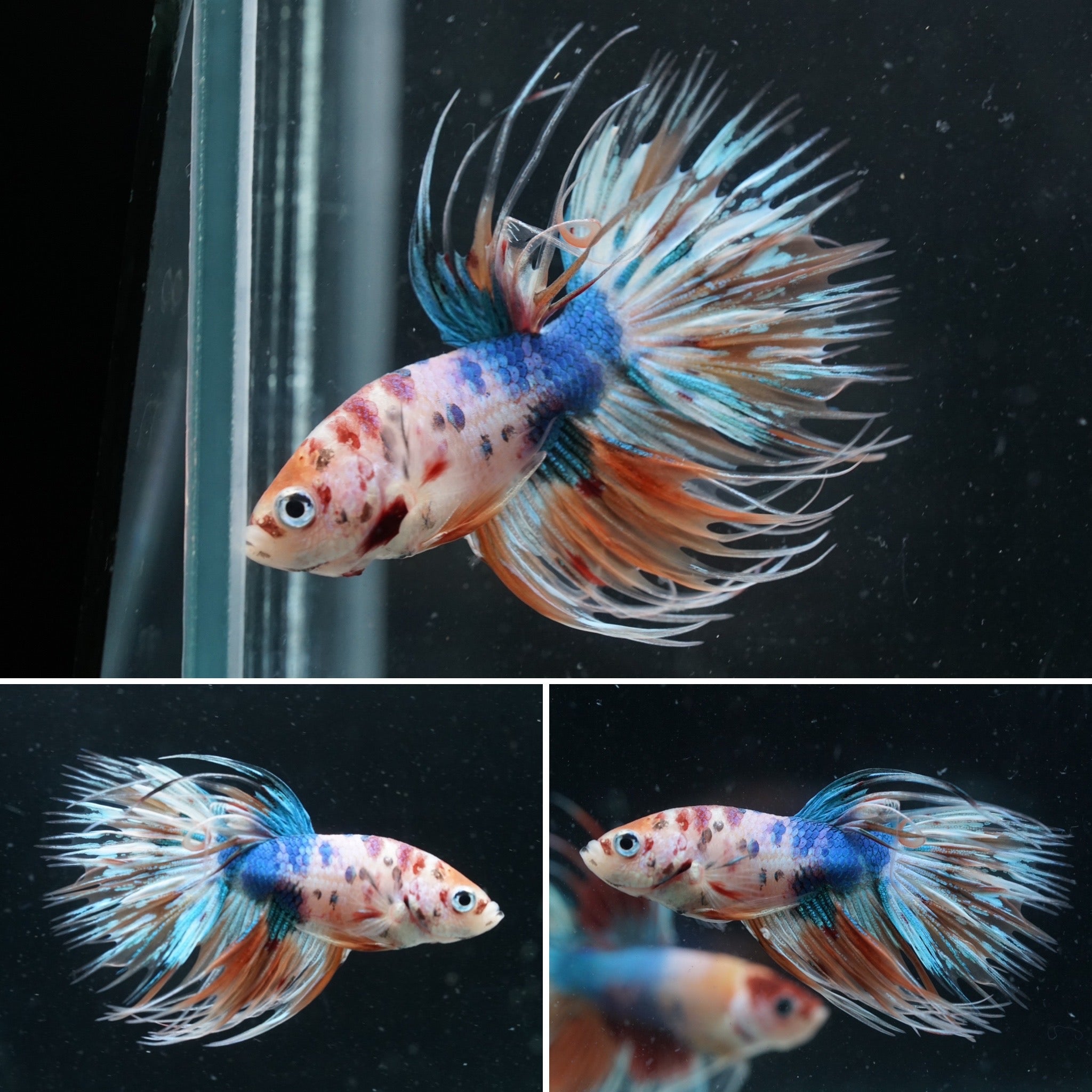 #5 Rare Color Nemo and Koi Crown Tail Male Betta Fish - Premium Grade