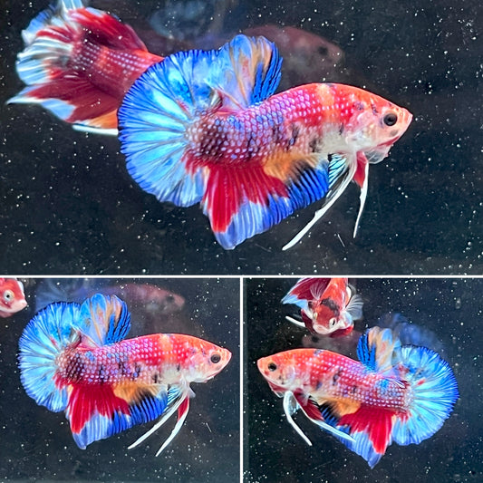 #5 Multi Colored Rainbow Candy Nemo Koi Male Betta Fish Premium Grade A+