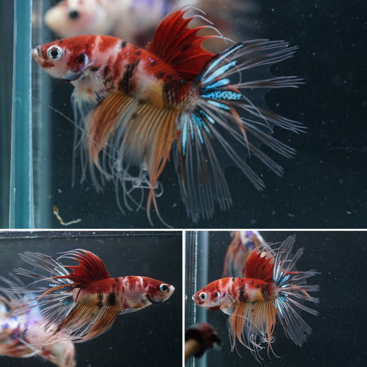 #8 Rare Color Nemo and Koi Crown Tail Male Betta Fish - Premium Grade