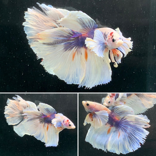 #2 Rare Nemo Dumbo Over Halfmoon Male Betta Premium Quality