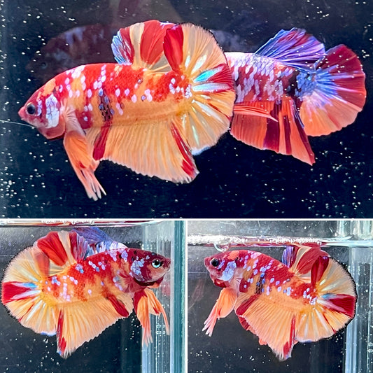 #8 Multi Colored Rainbow Tiger Candy Nemo Koi Male Betta Fish Premium Grade A+