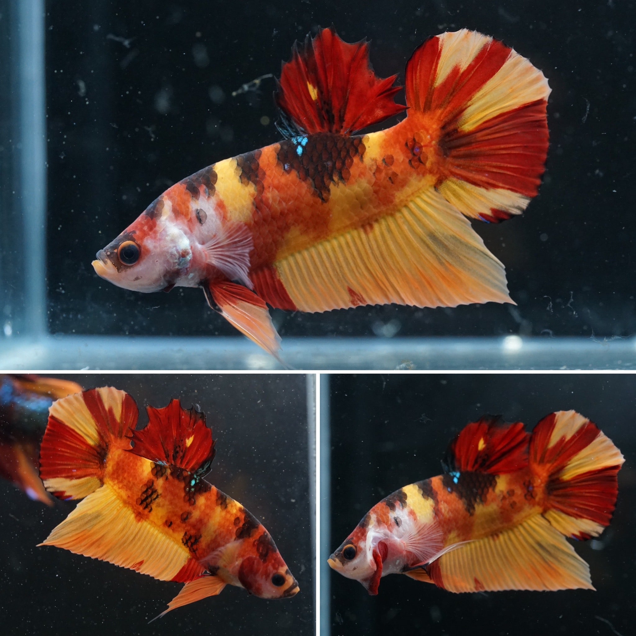 #3 REAL GIANT Candy Nemo Multi Color Koi Betta Plakat Tail size 2.2”