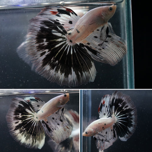 #3 Marble White Black Dot Grizzle Over Halfmoon Big Fan Tail - Premium Grade Betta Fish