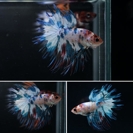 #1 Rare Color Nemo and Koi Crown Tail Male Betta Fish - Premium Grade