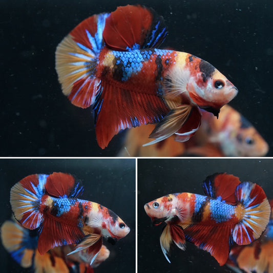 Fancy Candy Nemo Koi Multi Color Plakat Shining Tail - Premium Male Betta Fish