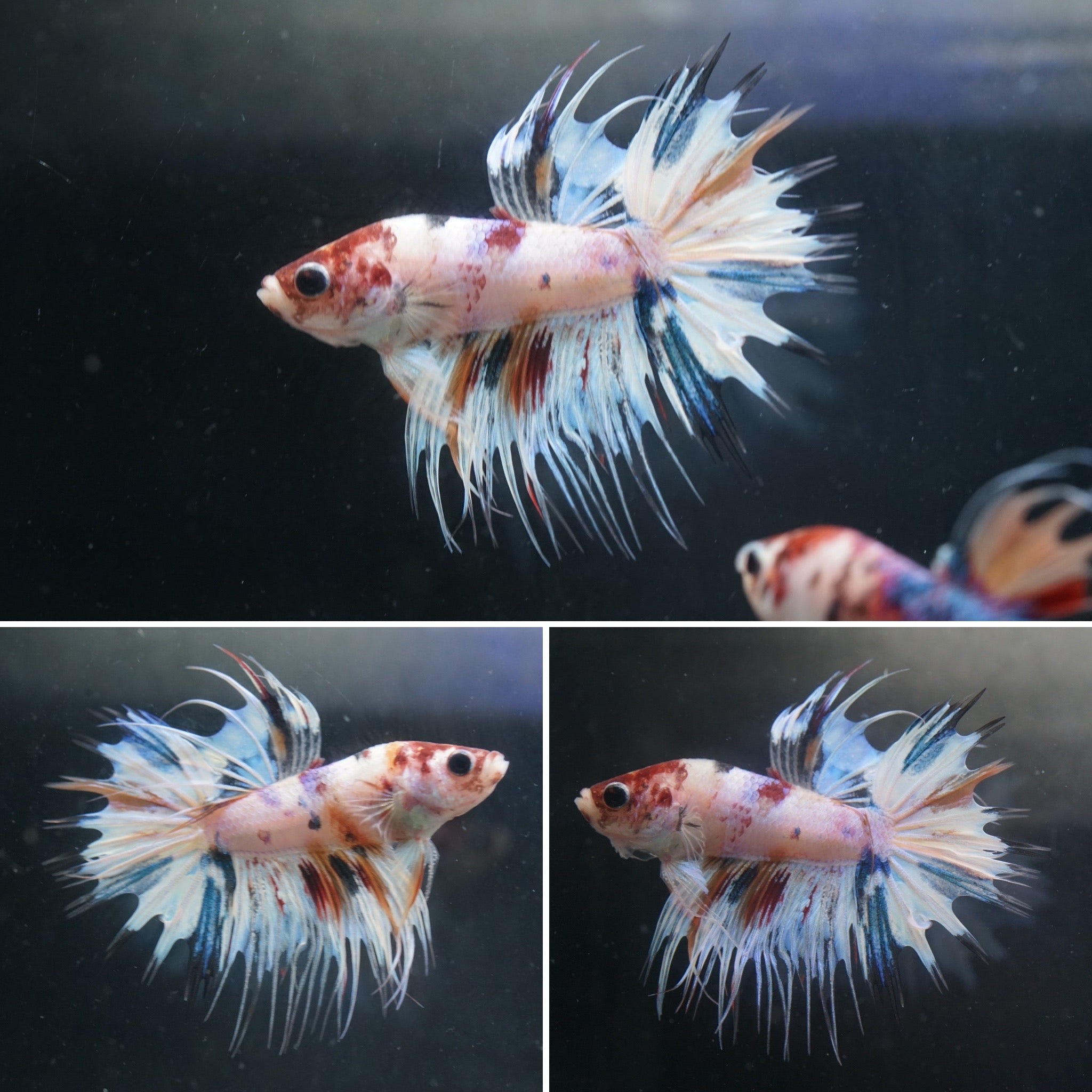 #4 Rare Color Nemo and Koi Crown Tail Male Betta Fish - Premium Grade