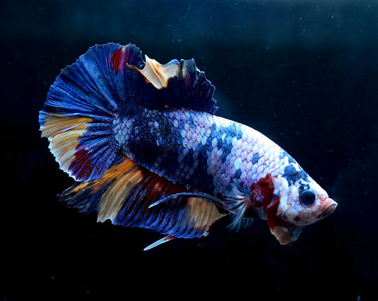 #1 REAL GIANT Candy Nemo Multi Color Koi Betta Plakat Tail size 2.2”