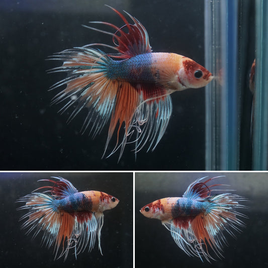 #6 Rare Color Nemo and Koi Crown Tail Male Betta Fish - Premium Grade