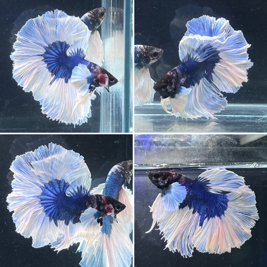 Blue Dumbo White Butterfly Over Halfmoon Male Betta Premium Grade A+++