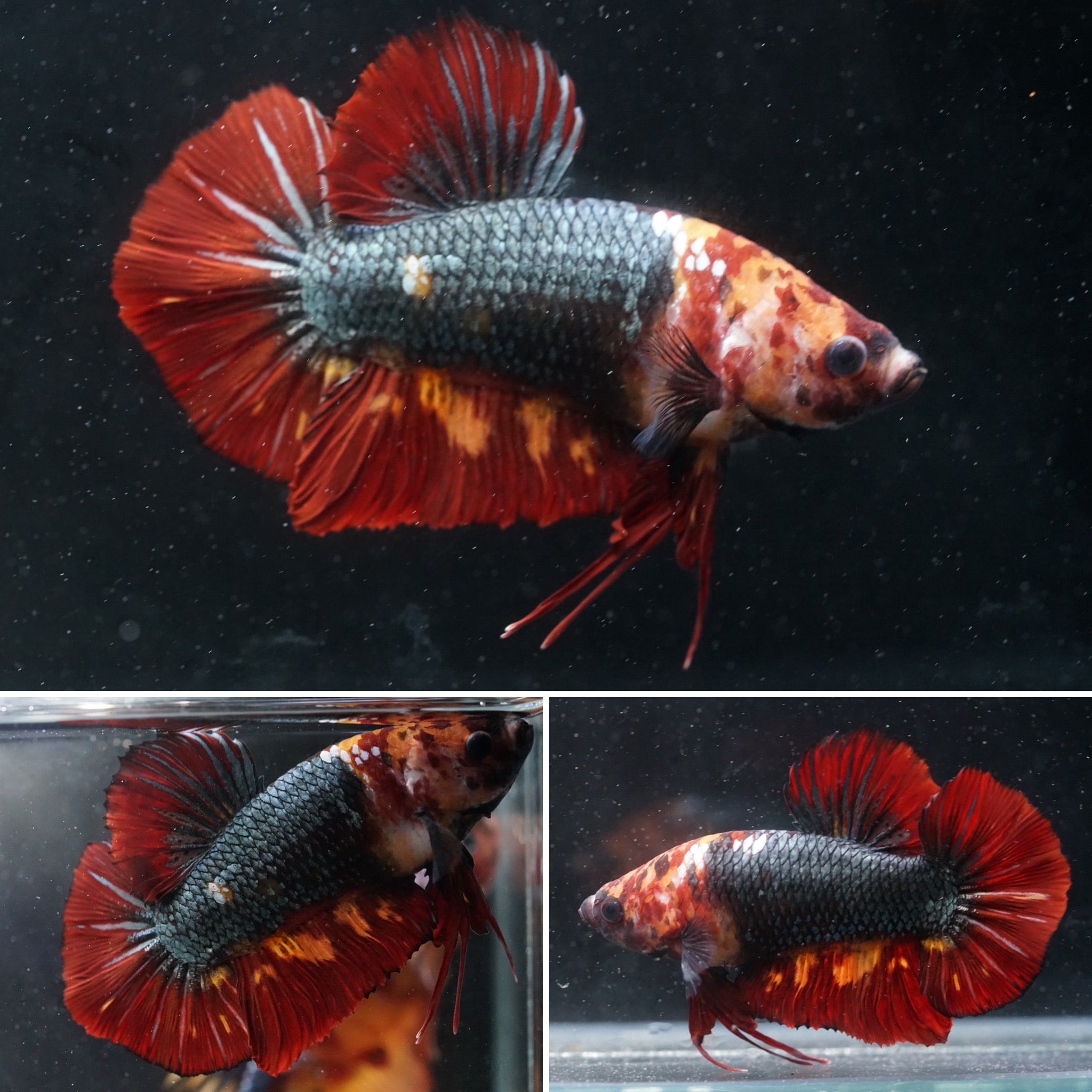 #5 (REAL GIANT) Candy Nemo Multi Color Koi Betta Plakat Tail size 2.2”