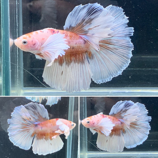 #4 Rare Nemo Dumbo Over Halfmoon Male Betta Premium Quality