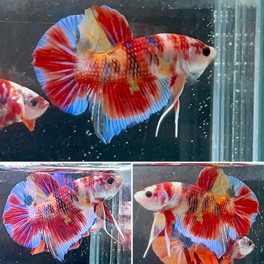 #9 Multi Colored Rainbow Candy Nemo Koi Male Betta Fish Premium Grade A+