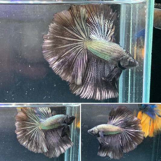 Black Copper Over Halfmoon Male Betta Premium Quality