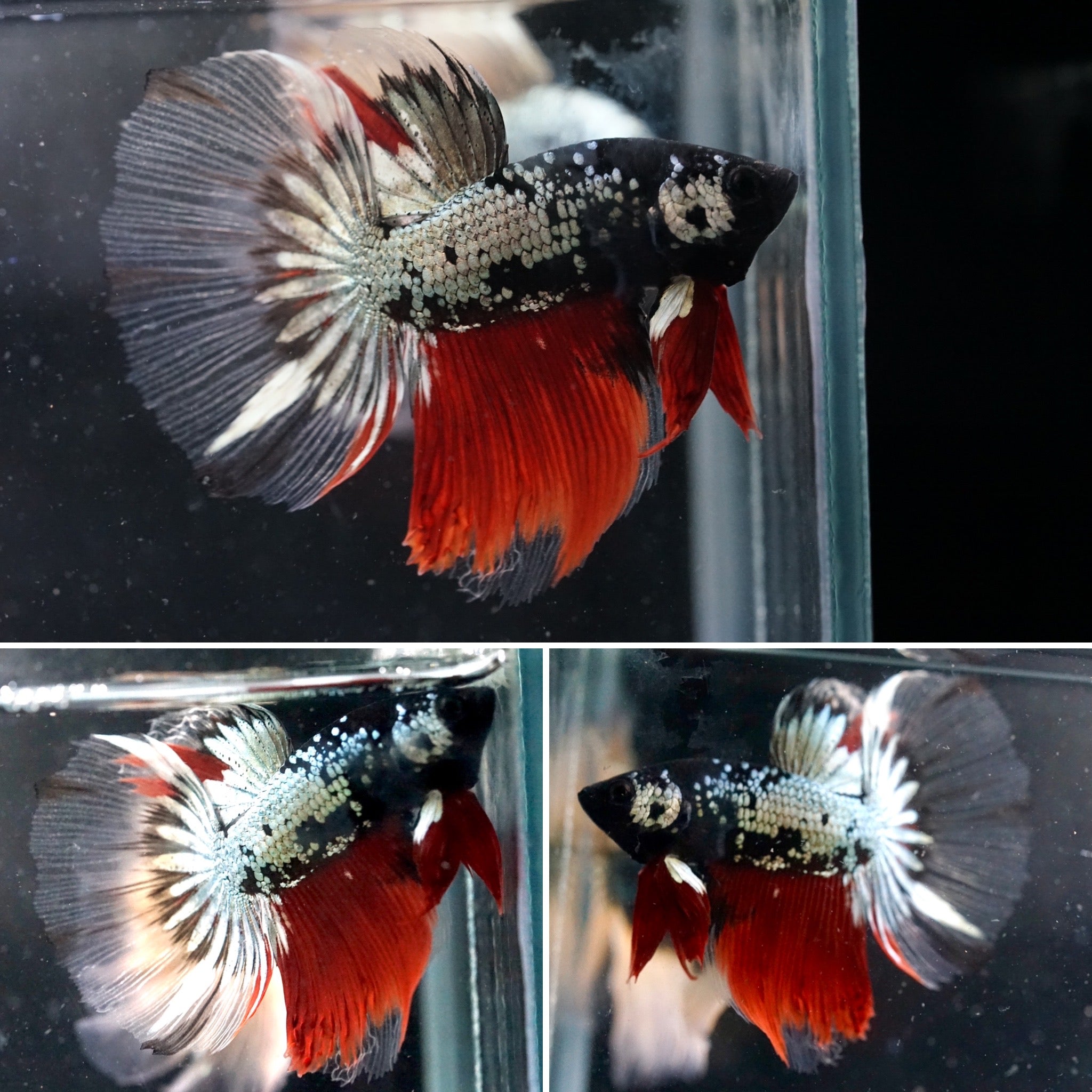 Rare Black Copper Red Galaxy Premium Betta Fish