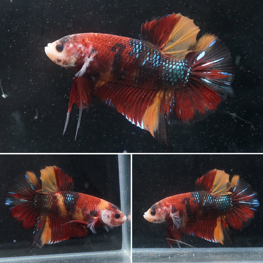 #6 (REAL GIANT) Candy Nemo Multi Color Koi Betta Plakat Tail size 2.2”