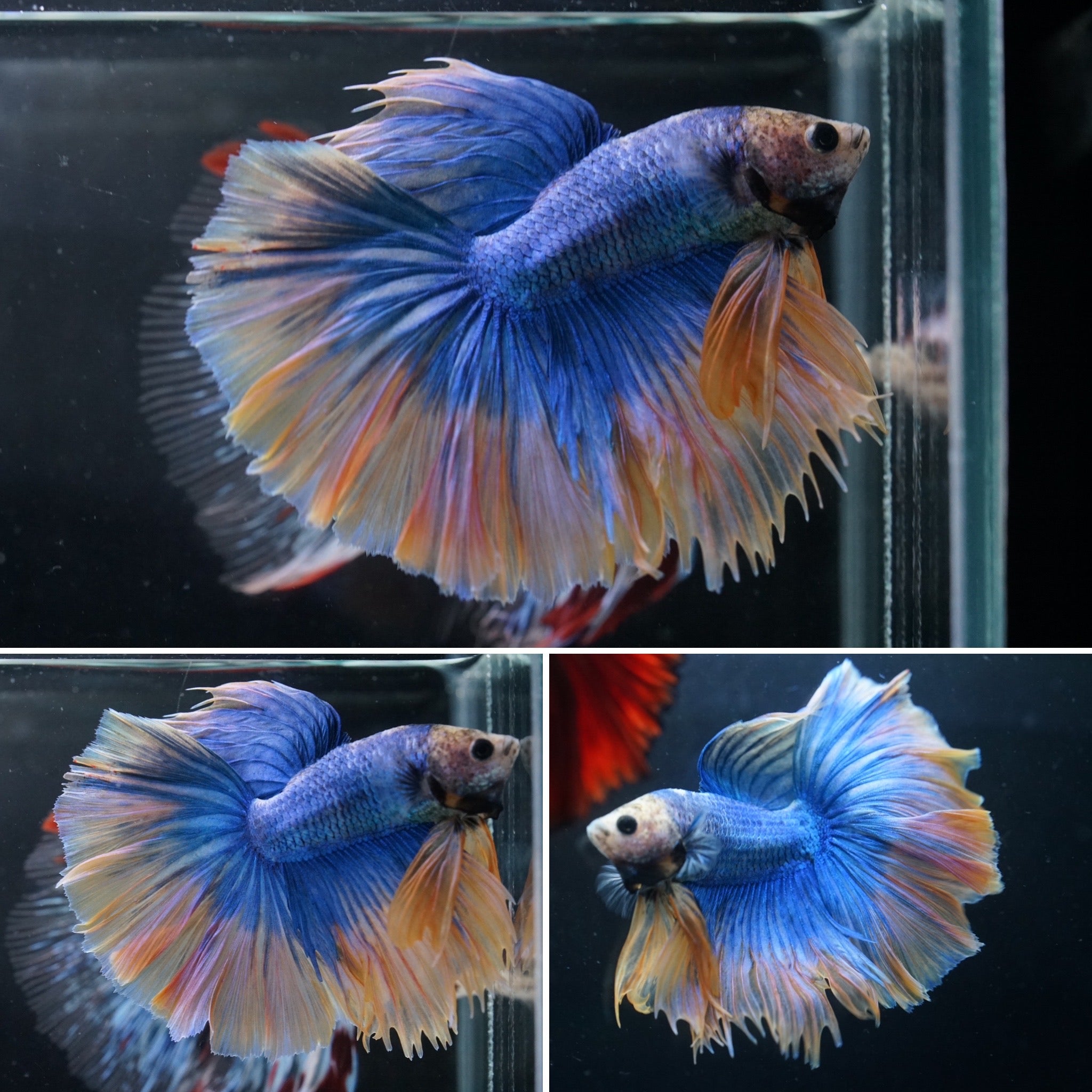 Blue Yellow Grizzle Over Halfmoon Male Betta Premium Grade