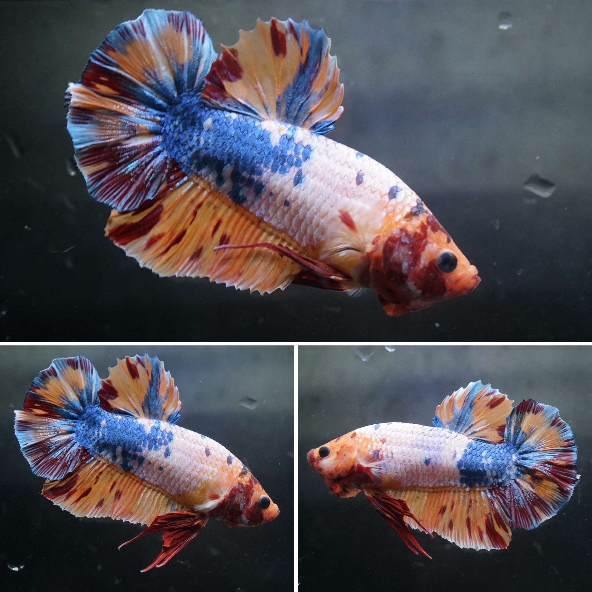 #1 REAL GIANT Candy Nemo Multi Color Koi Betta Plakat Tail size 2.2”