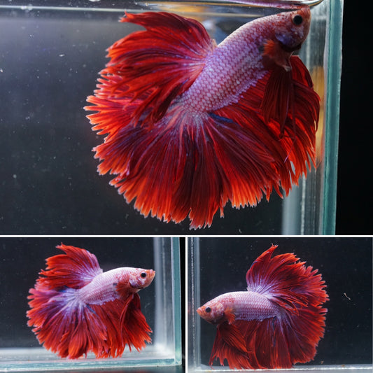 Purple and Pink Over Halfmoon Male Betta Premium Grade