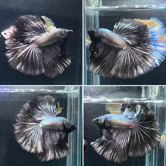 Black Copper Over Halfmoon Male Betta Premium Grade A+++