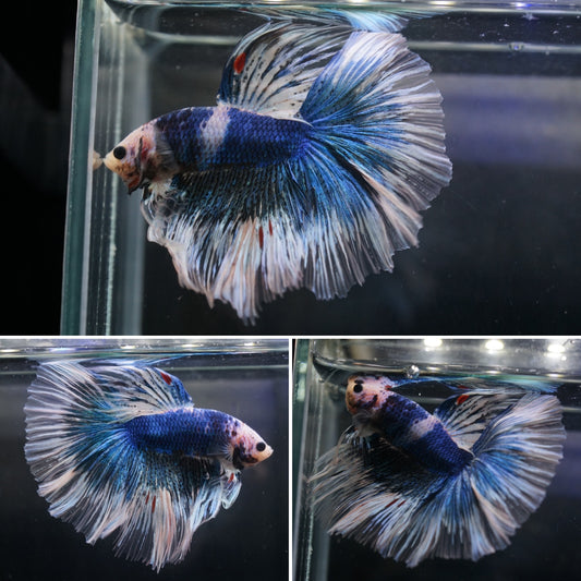 Blue Grizzle Butterfly Over Halfmoon Male Betta Premium Grade