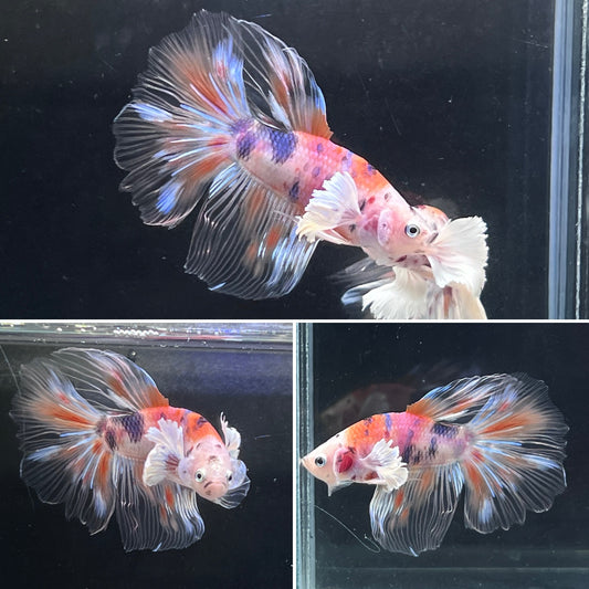 Rare Nemo Koi Dumbo Halfmoon Male Betta Premium Grade A+++