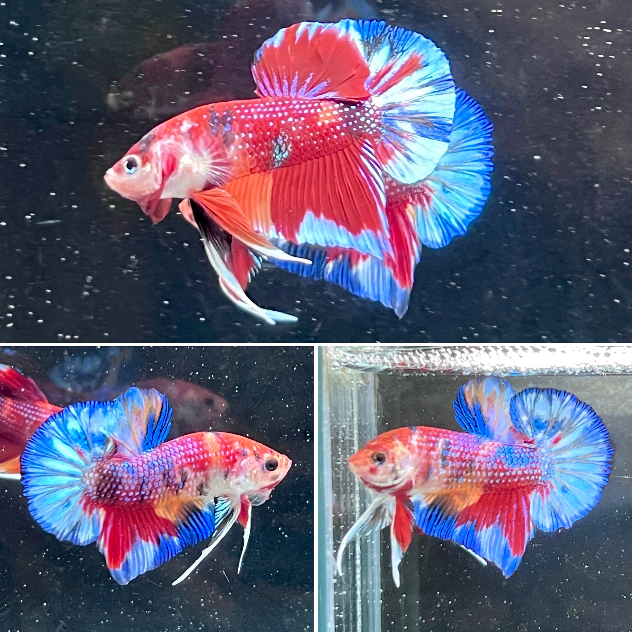 #4 Multi Colored Rainbow Candy Nemo Koi Male Betta Fish Premium Grade A+